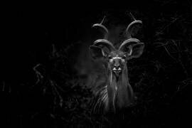 Portrait de Grand Koudou (Tragelaphus Strepsiceros), Kruger, Afrique du Sud (Tonino De Marco) - Muzeo.com