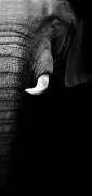 Portrait d'un éléphant (WildPhotoArt) - Muzeo.com