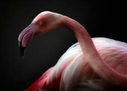 Portrait d'un flamant rose (Santiago Pascual Buye) - Muzeo.com