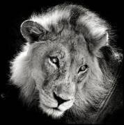Portrait d'un Lion dans le désert du Kalahari Namibie (Philippe-Alexandre Chevallier) - Muzeo.com