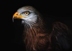 Portrait d'un milan royal II (Santiago Pascual Buye) - Muzeo.com