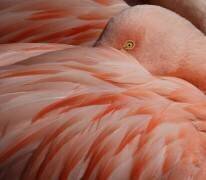 Portrait of a Pink Flamingo (Robin Wechsler) - Muzeo.com