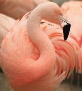 Portrait of a Pink Flamingo (Robin Wechsler) - Muzeo.com