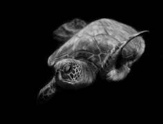 Portrait of a sea turtle in black and white (Robin Wechsler) - Muzeo.com