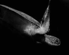 Portrait of a sea turtle in black and white (II) (Robin Wechsler) - Muzeo.com