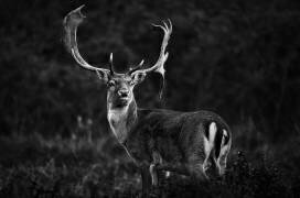 Prêt pour la saison des amours (Riccardo Mazzoni) - Muzeo.com