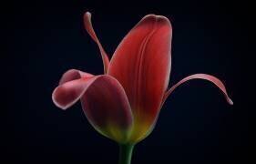 Première tulipe (Lotte Gronkjar) - Muzeo.com