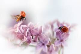 Presque l'été (Ellen van Deelen) - Muzeo.com