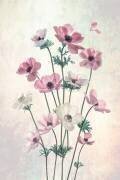 Pretty Dancing Poppies (Lydia Jacobs) - Muzeo.com