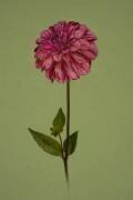 Pretty girl (Richard Urbanski) - Muzeo.com