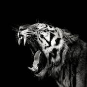 Primal Yawn #4 (Christian Meermann) - Muzeo.com
