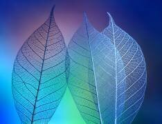Prismatic leafs (Shihya Kowatari ) - Muzeo.com