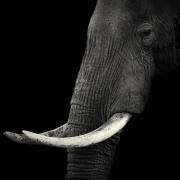 Profil de l'éléphant (Hannes Bertsch) - Muzeo.com