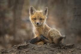 Puppy (Larry Deng) - Muzeo.com