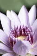 Purple flower close up (1x Studio III) - Muzeo.com