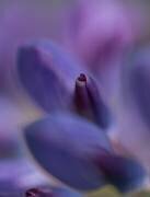 Purple Heart (Bee Thalin) - Muzeo.com