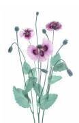 Coquelicot violet (Lydia Jacobs) - Muzeo.com