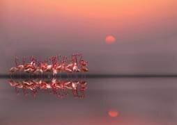 Coucher de soleil violet (Anna Cseresnjes ) - Muzeo.com