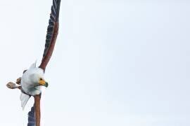 Pygargue vocifère (Haliaeetus vocifer) en vol, lac Malawi, Malawi (Ashley Morgan) - Muzeo.com