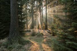 Rays, part 2 (Vincent Croce) - Muzeo.com