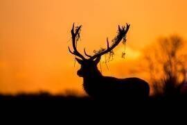 Red Deer Stag Silhouette (Stuart Harling) - Muzeo.com