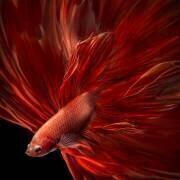 Red Fire Bettafish (Antonyus Bunjamin (Abe)) - Muzeo.com