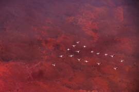 Red land (Hao Jiang) - Muzeo.com