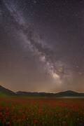 Red Meadows (Roberto Marchegiani) - Muzeo.com