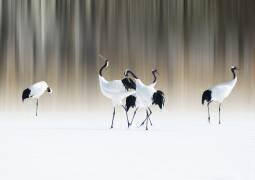 Red-crested white cranes (Ikuo Iga) - Muzeo.com