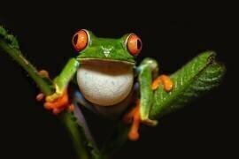 Red-eyed tree frog (Milan Zygmunt) - Muzeo.com