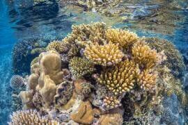Récif de Mayotte (Gabriel Barathieu) - Muzeo.com