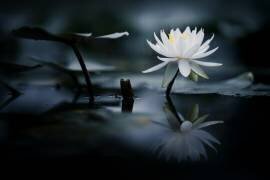 Reflection (Takashi Suzuki) - Muzeo.com