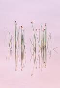 Reflection of Serenity (Yan Zhang) - Muzeo.com