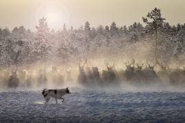 Reindeers - North of Russia (Patrik Minar) - Muzeo.com