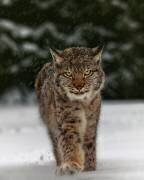 Rencontre avec le lynx (Michaela Firesova) - Muzeo.com