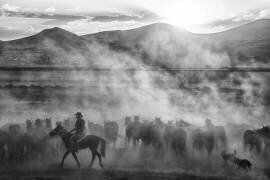Rider on the roll (Aumitcanan) - Muzeo.com