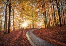 Road in SApderAysen nationalpark, Sweden (Christian Lindsten) - Muzeo.com