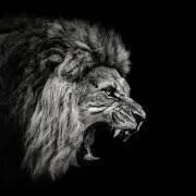 Roaring Lion #2 (Christian Meermann) - Muzeo.com