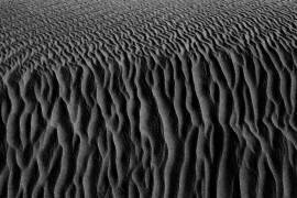 Roots of desert (Saeid Nasri) - Muzeo.com