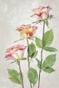 Roses (Mandy Disher) - Muzeo.com