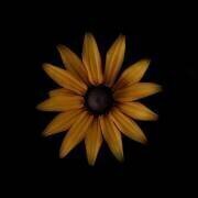 Rudbeckia (Lotte Gronkjar) - Muzeo.com