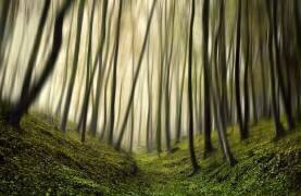Run forest, run (Samanta Krivec) - Muzeo.com