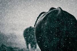 Saison des pluies (Mike Taylor) - Muzeo.com