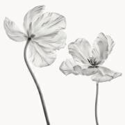 Same tulip : front and backview (Lotte Grønkjær) - Muzeo.com
