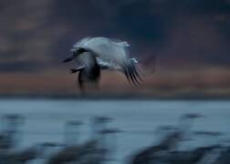Sandhill Crane in Motion (Hanping Xiao) - Muzeo.com