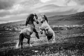 Sauvage et libre (Vedran Vidak) - Muzeo.com