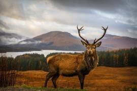 Scottish Stag (Adrian Popan) - Muzeo.com