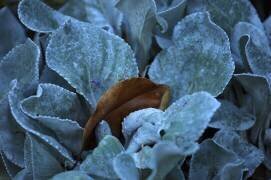 Seasons (Robin Wechsler) - Muzeo.com
