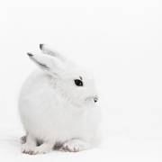 Sérénité, un lièvre blanc (Monika Strigel) - Muzeo.com