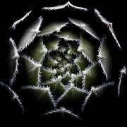 Sempervivum Rosette (Victor Mozqueda) - Muzeo.com